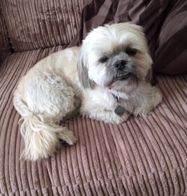 Lily is a Shih Tzu/Maltese. She had a lovely walk & cosy sleep!