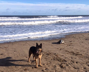 Storm and Jack love Whitby beach!