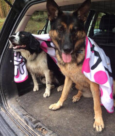 Snuggles in the van for Storm & Buster after their run 2day!