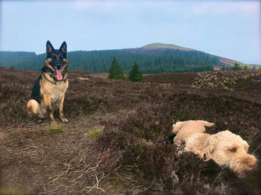 Storm & Holly love playing in the heather on cloudy days...