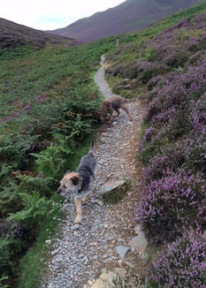 Scooby and Louis - our favourite lads!